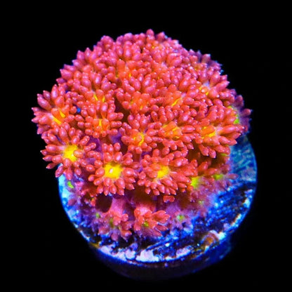 TSA Raspberry Limeade Goniopora Coral