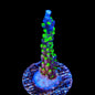 TSA Raspberry Splice Acropora Coral