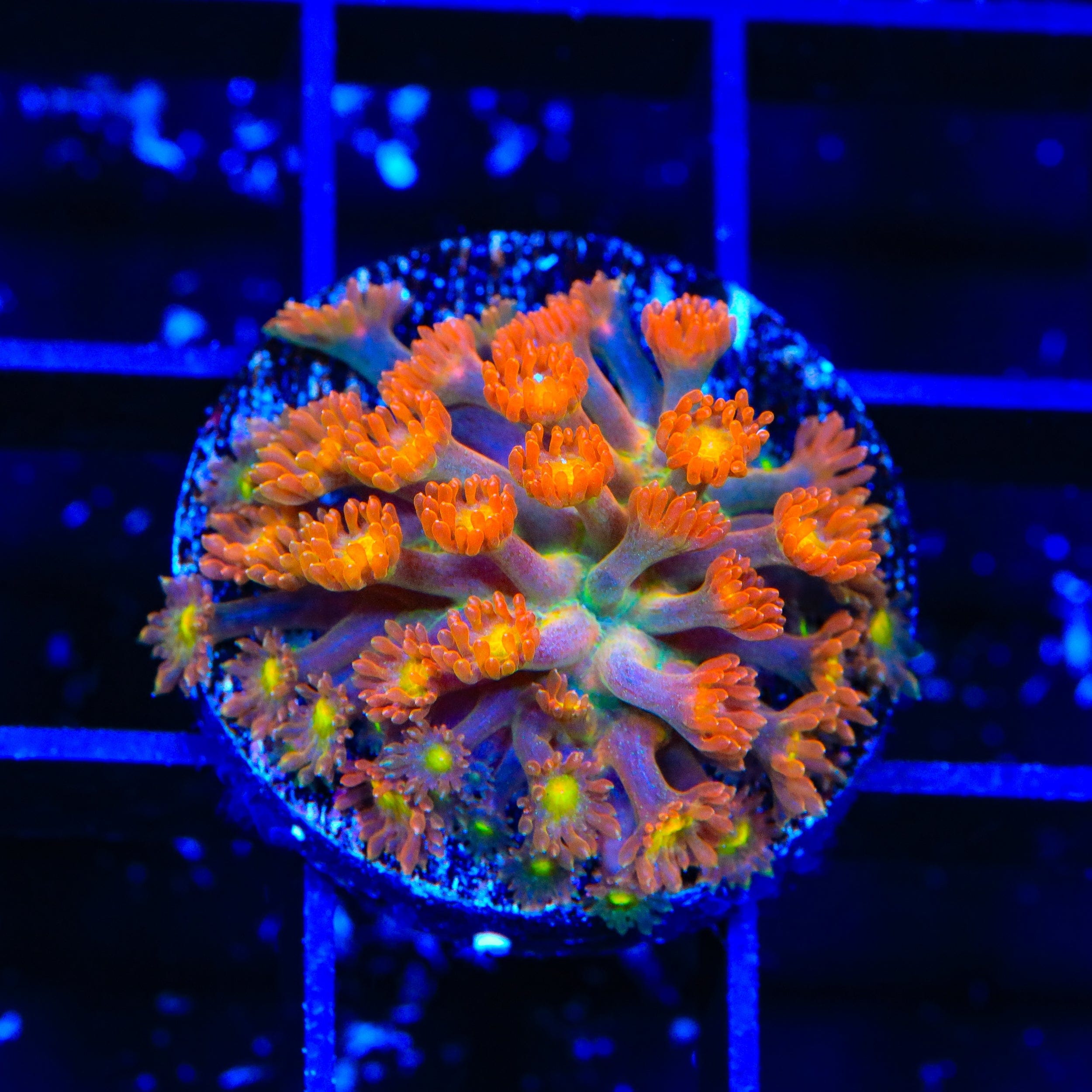 TSA Reese's Pieces Goniopora Coral