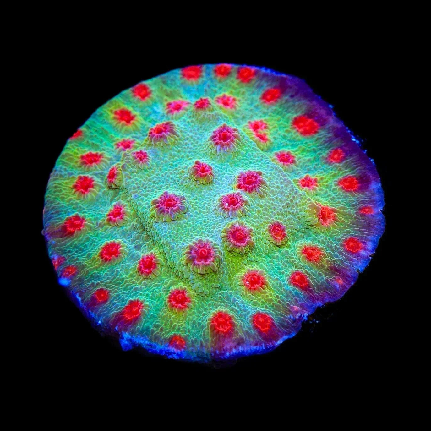 TSA Rocketman Cyphastrea Coral