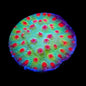 TSA Rocketman Cyphastrea Coral