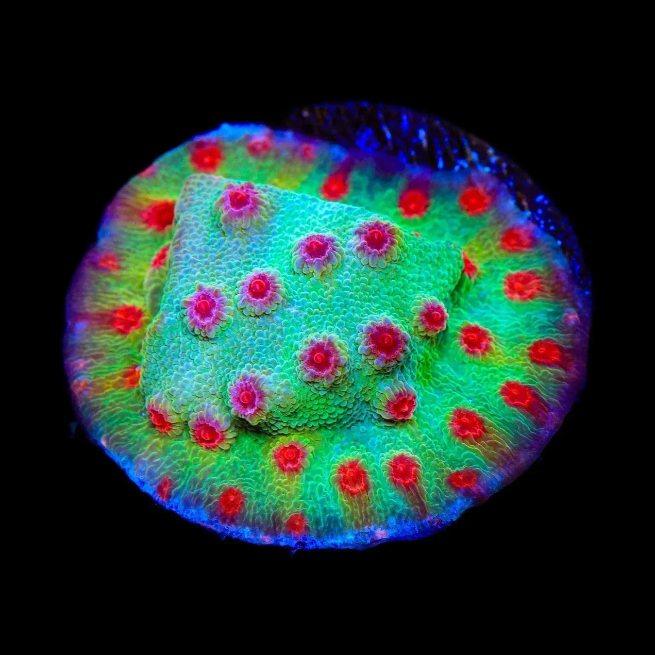 TSA Rocketman Cyphastrea Coral