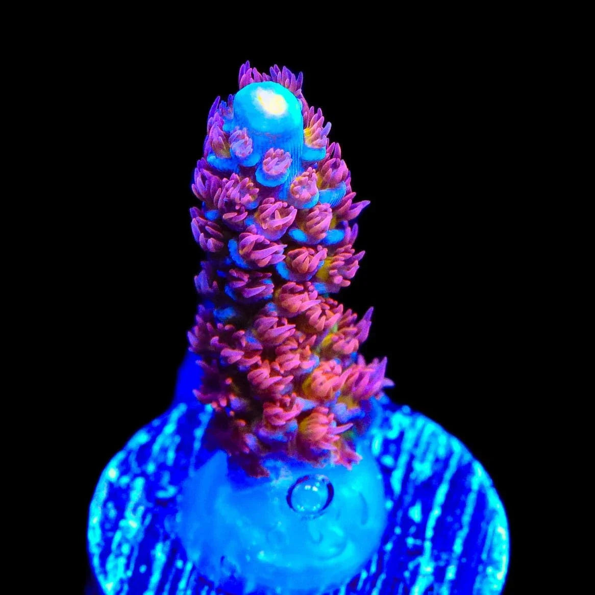 TSA Rocky Balboa Tenuis Acropora Coral
