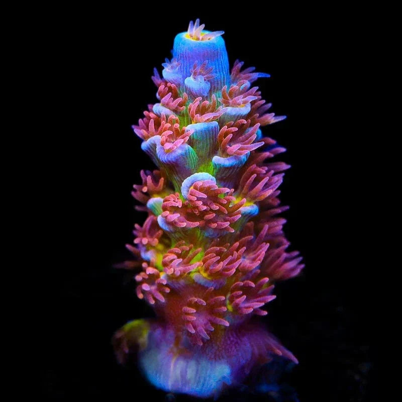 TSA Rocky Balboa Tenuis Acropora Coral