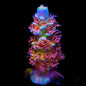 TSA Rocky Balboa Tenuis Acropora Coral