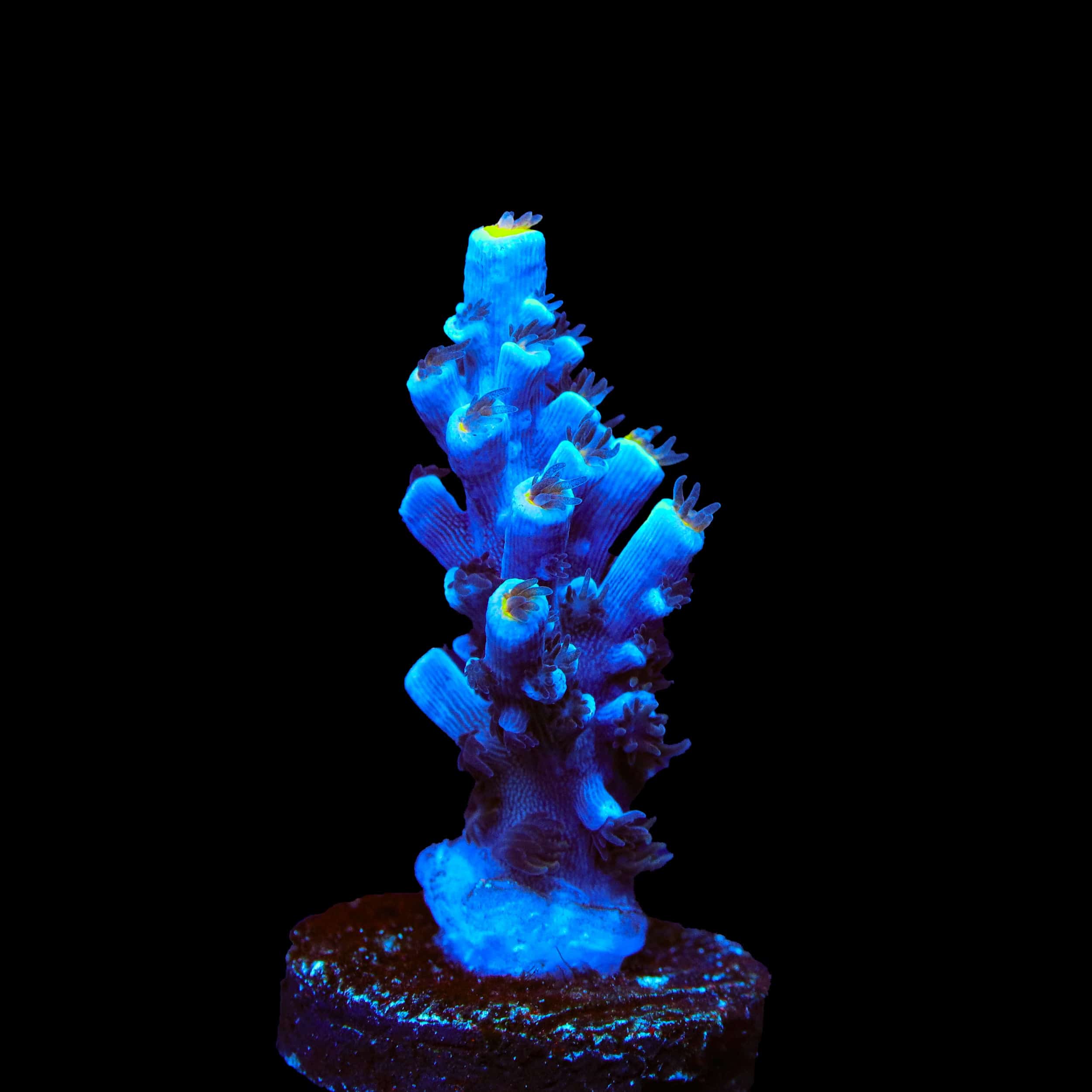 TSA Sin City Tenuis Acropora Coral