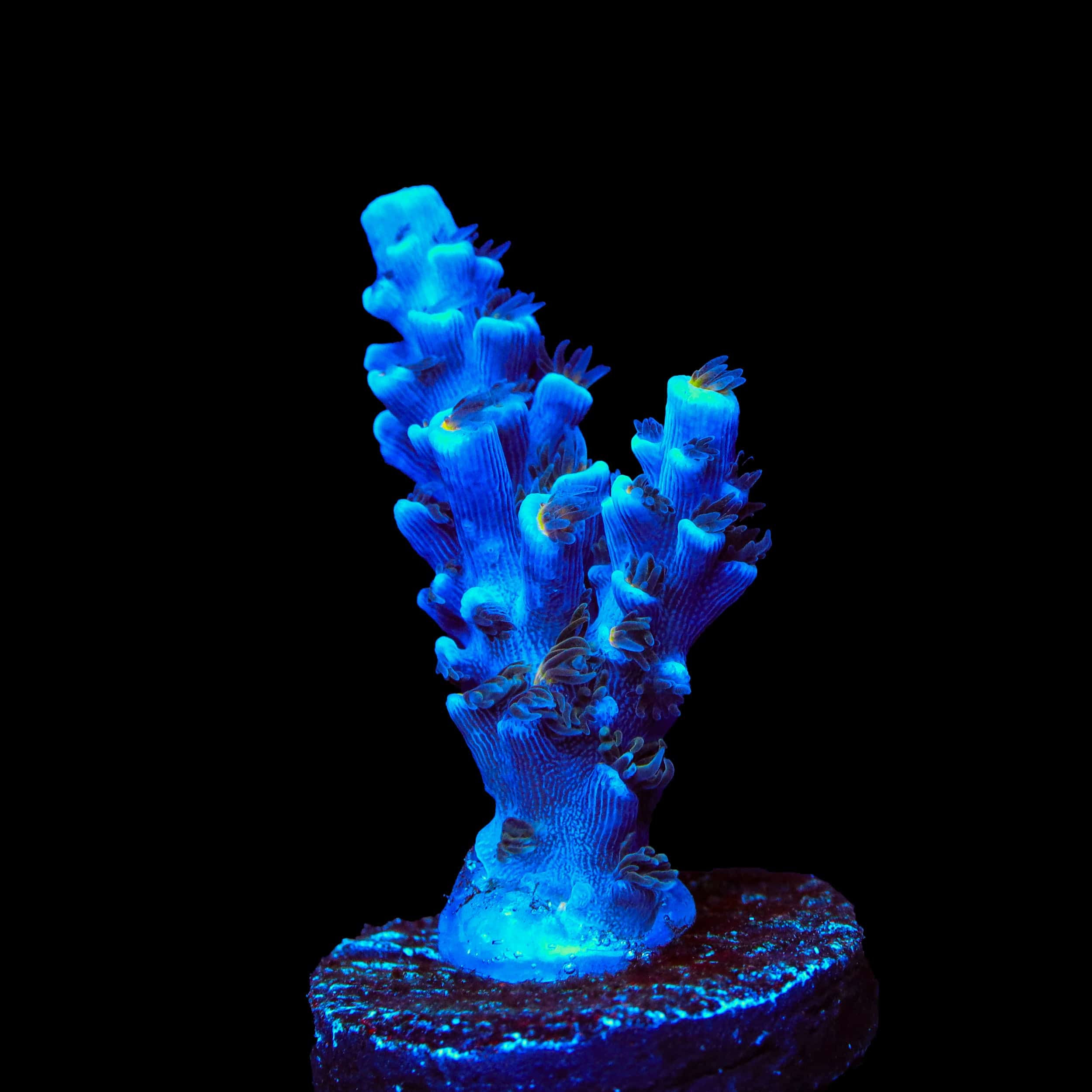 TSA Sin City Tenuis Acropora Coral