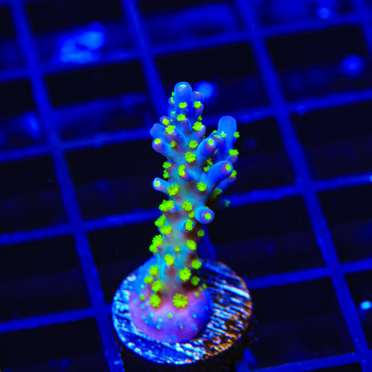 TSA Sour Patch Acropora Coral