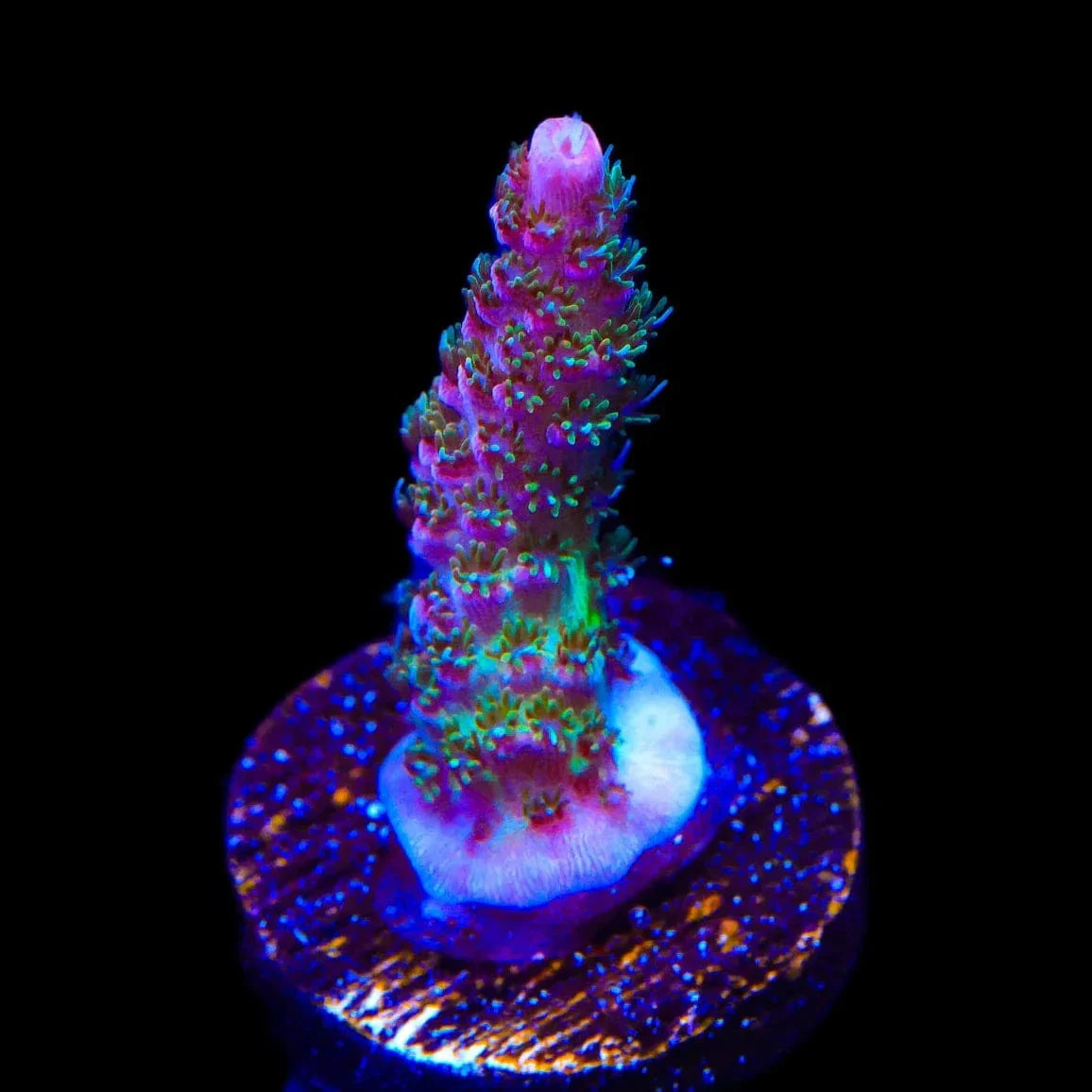 TSA Sour Tsunami Acropora Coral