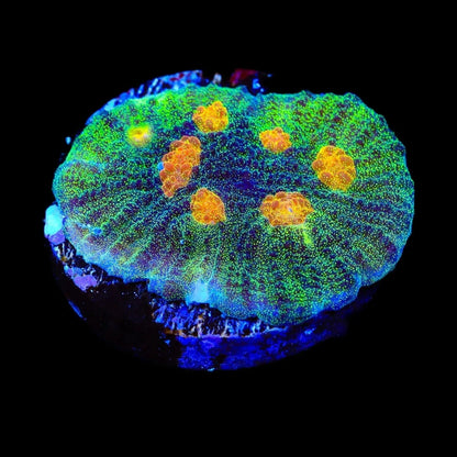 TSA Sparkle Invader Chalice Coral