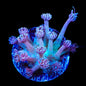 TSA Strawberry Kiwi Goniopora Coral