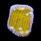 TSA Sugar Cookie Chalice Coral