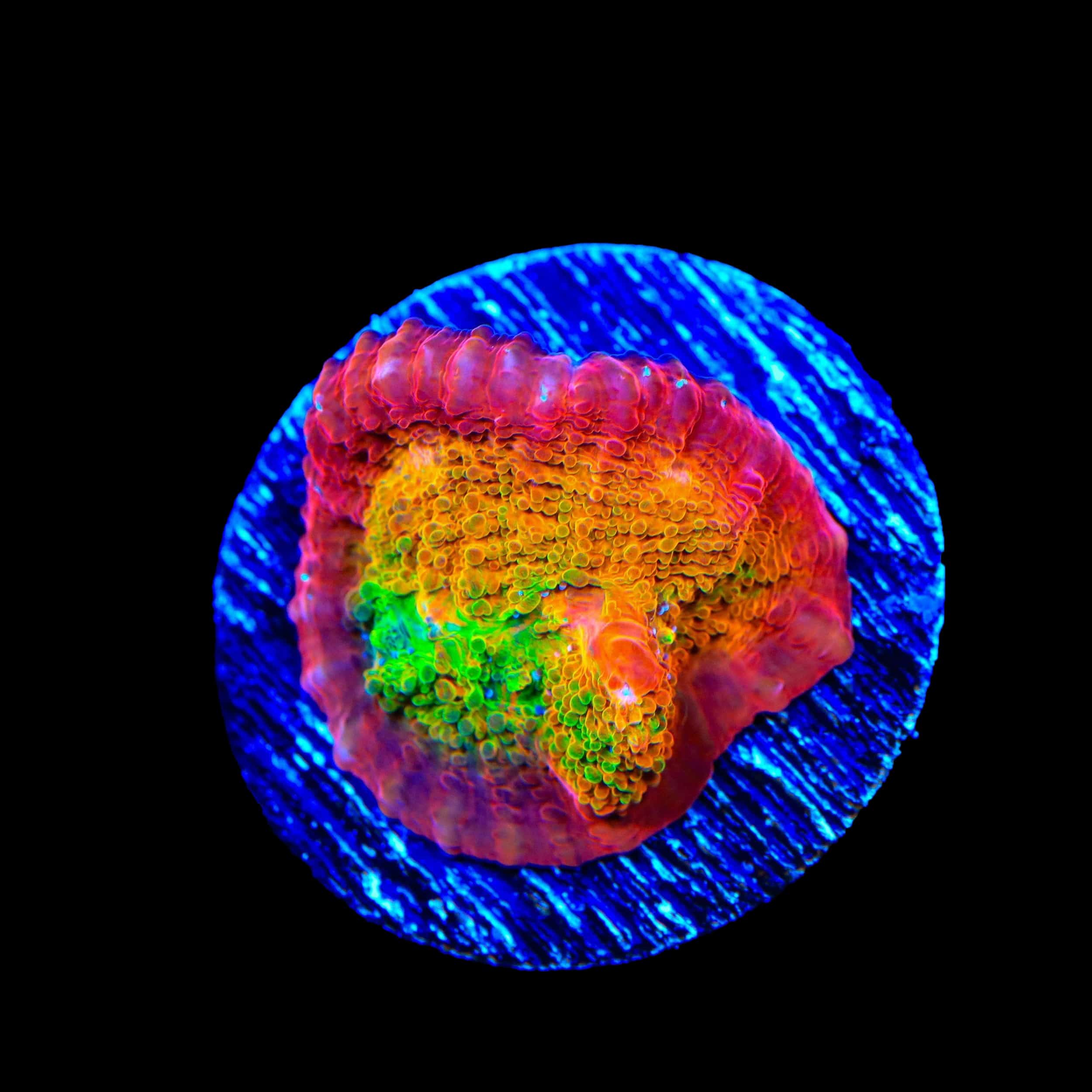 TSA Sunburst Chalice Coral