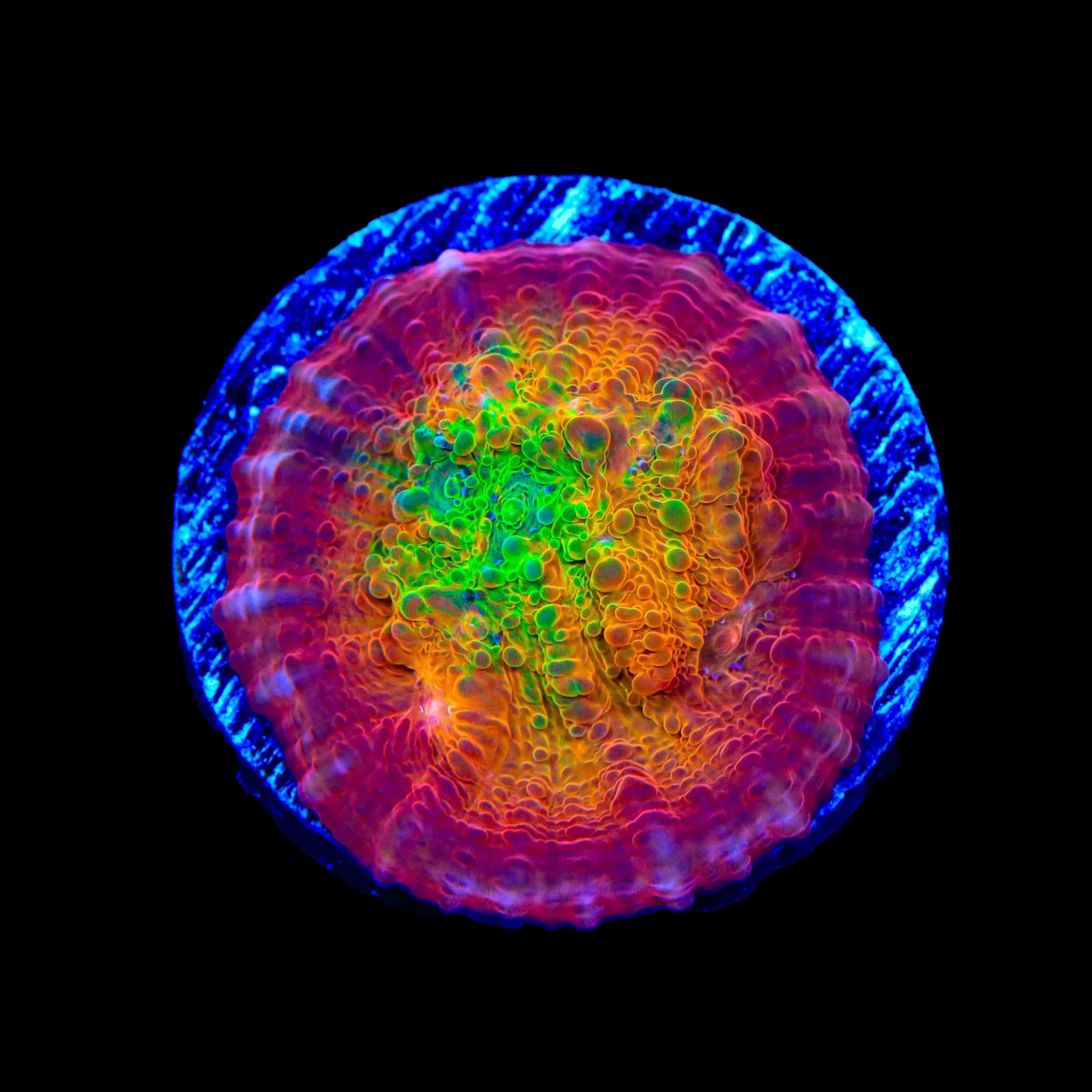 TSA Sunburst Chalice Coral