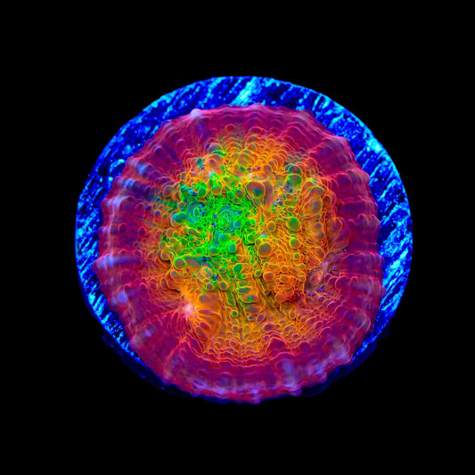 TSA Sunburst Chalice Coral