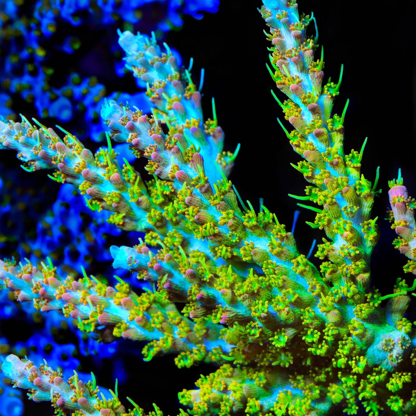 TSA Tangerine Spirit Acropora Coral