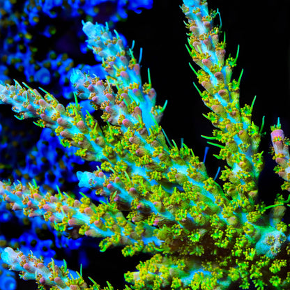 TSA Tangerine Spirit Acropora Coral