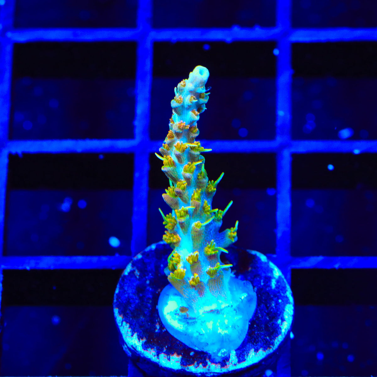 TSA Tangerine Spirit Acropora Coral
