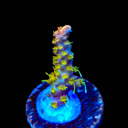 TSA Tangerine Spirit Acropora Coral