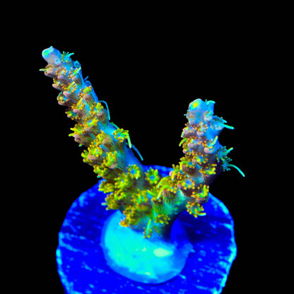 TSA Tangerine Spirit Acropora Coral
