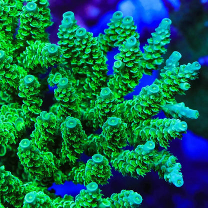 TSA The Banger Tenuis Acropora Coral