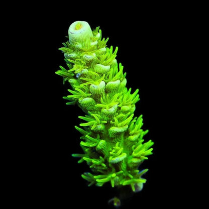 TSA The Banger Tenuis Acropora Coral