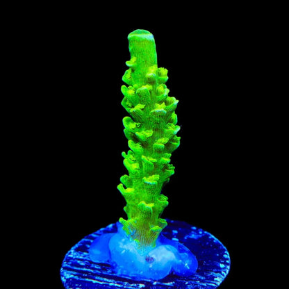 TSA The Banger Tenuis Acropora Coral