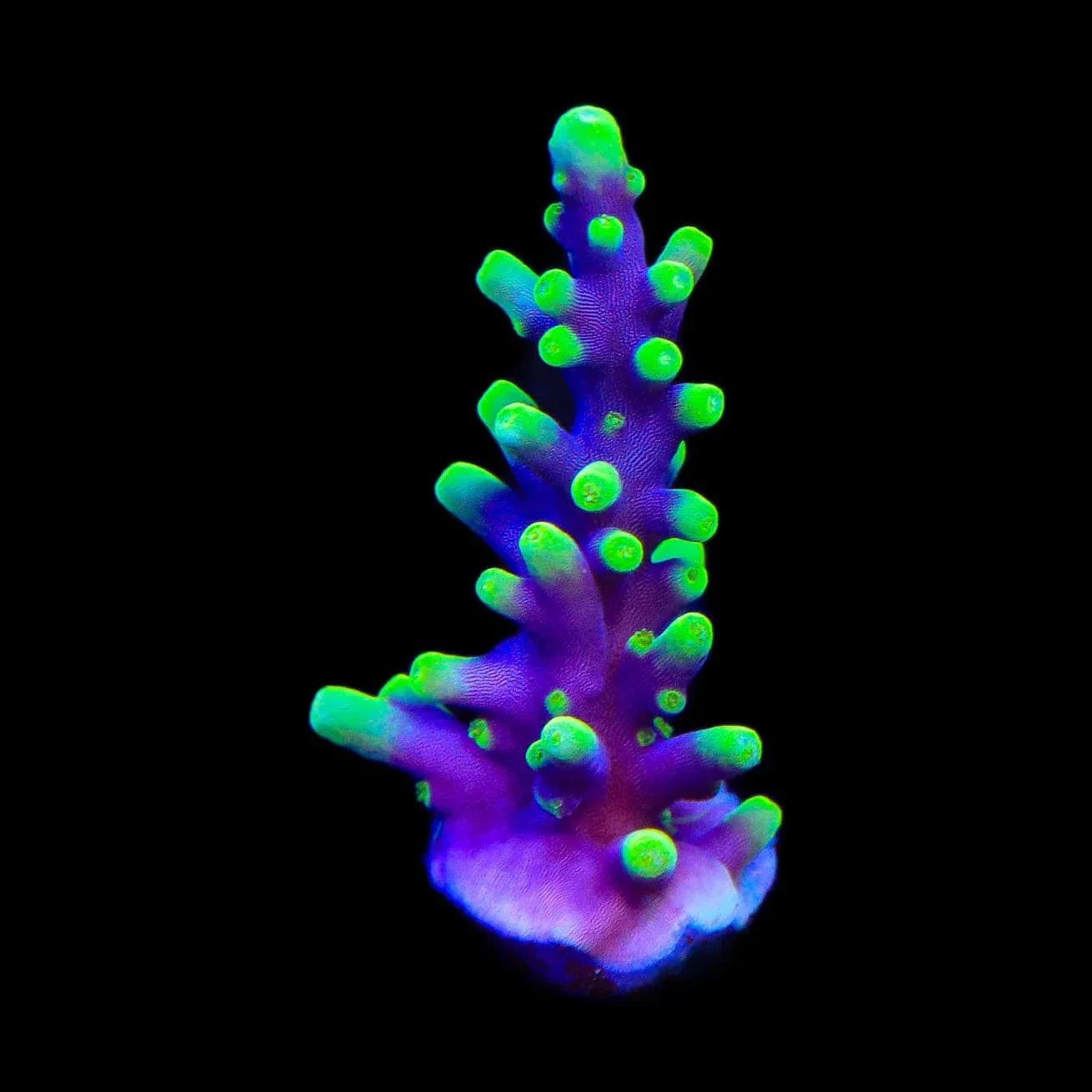 TSA The Riddler Dragon Acropora Coral