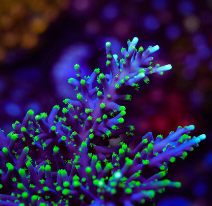 TSA The Riddler Dragon Acropora Coral