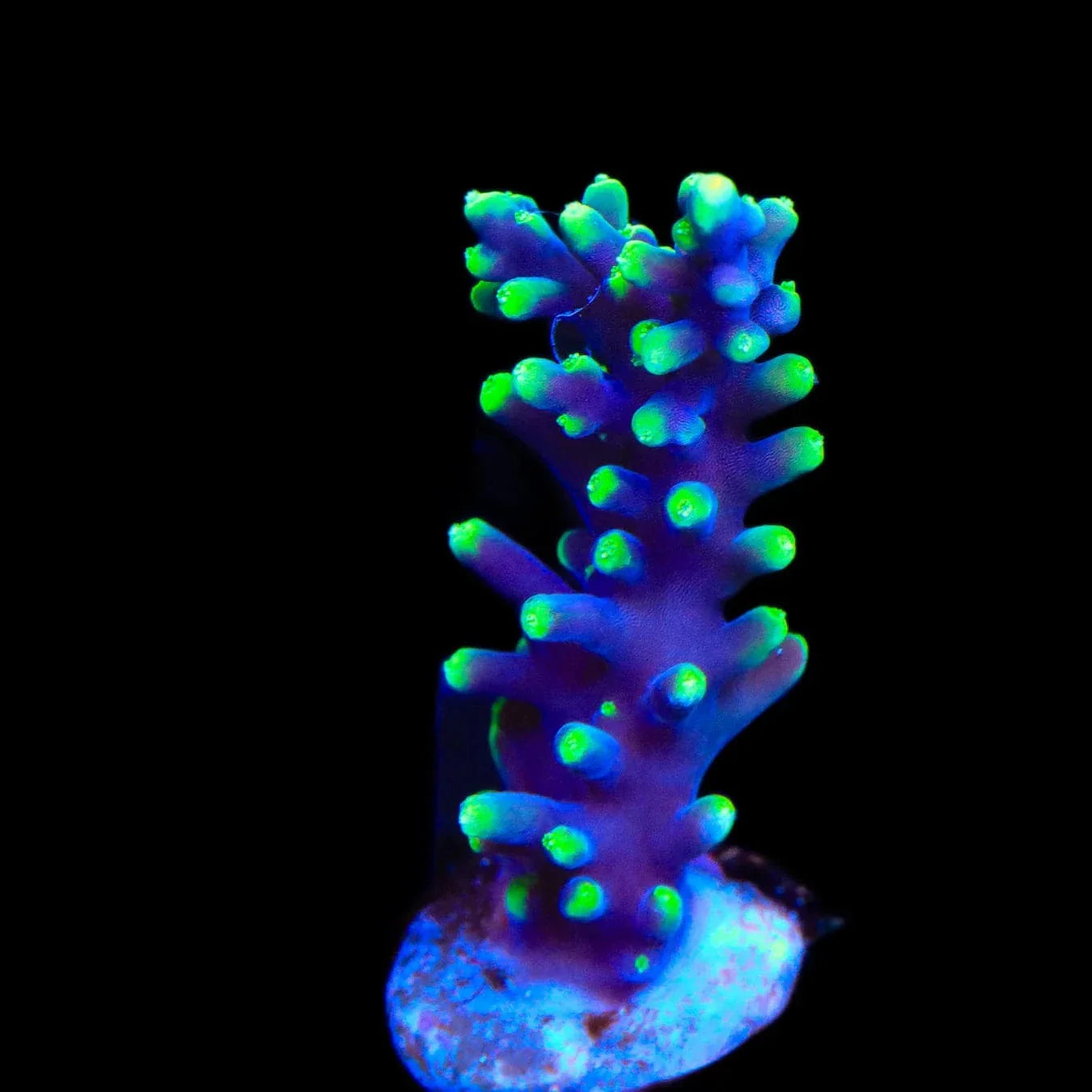 TSA The Riddler Dragon Acropora Coral