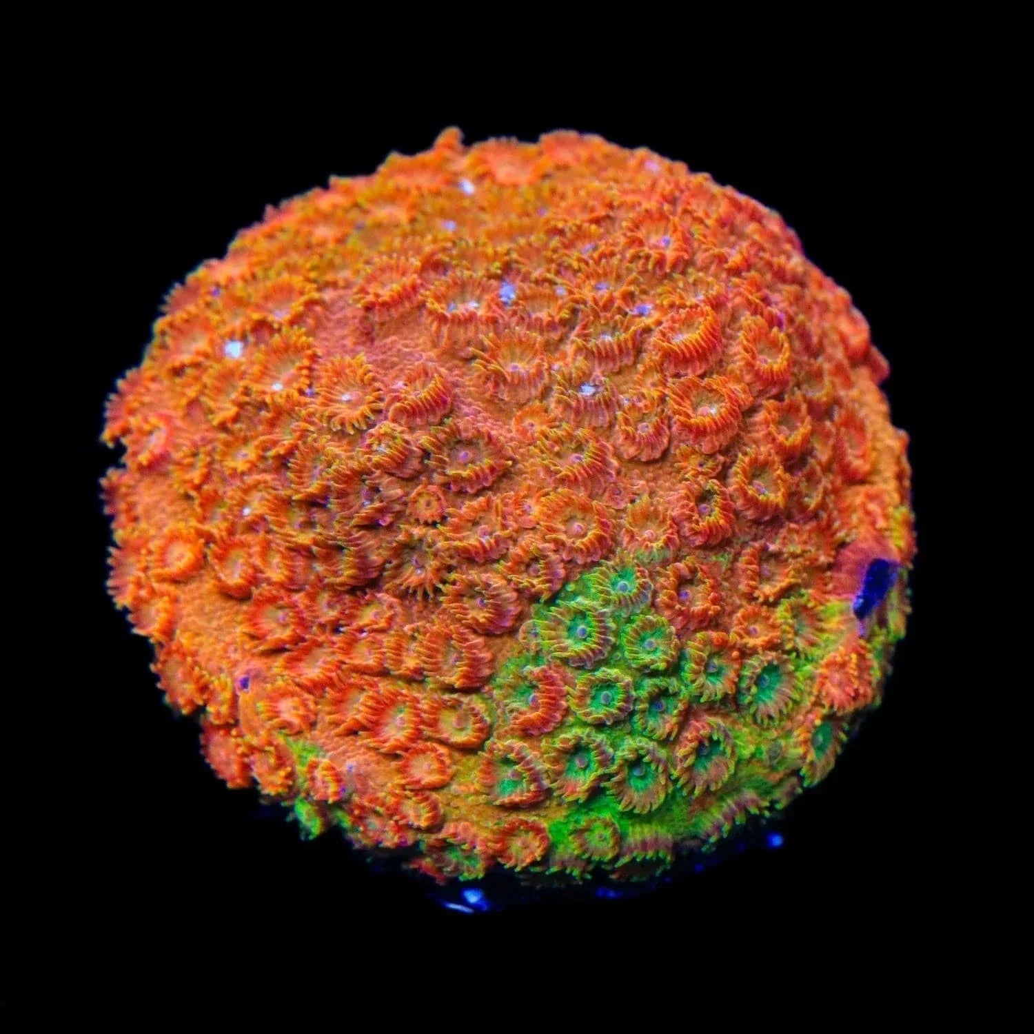 TSA Tropicana Twist Cyphastrea Coral