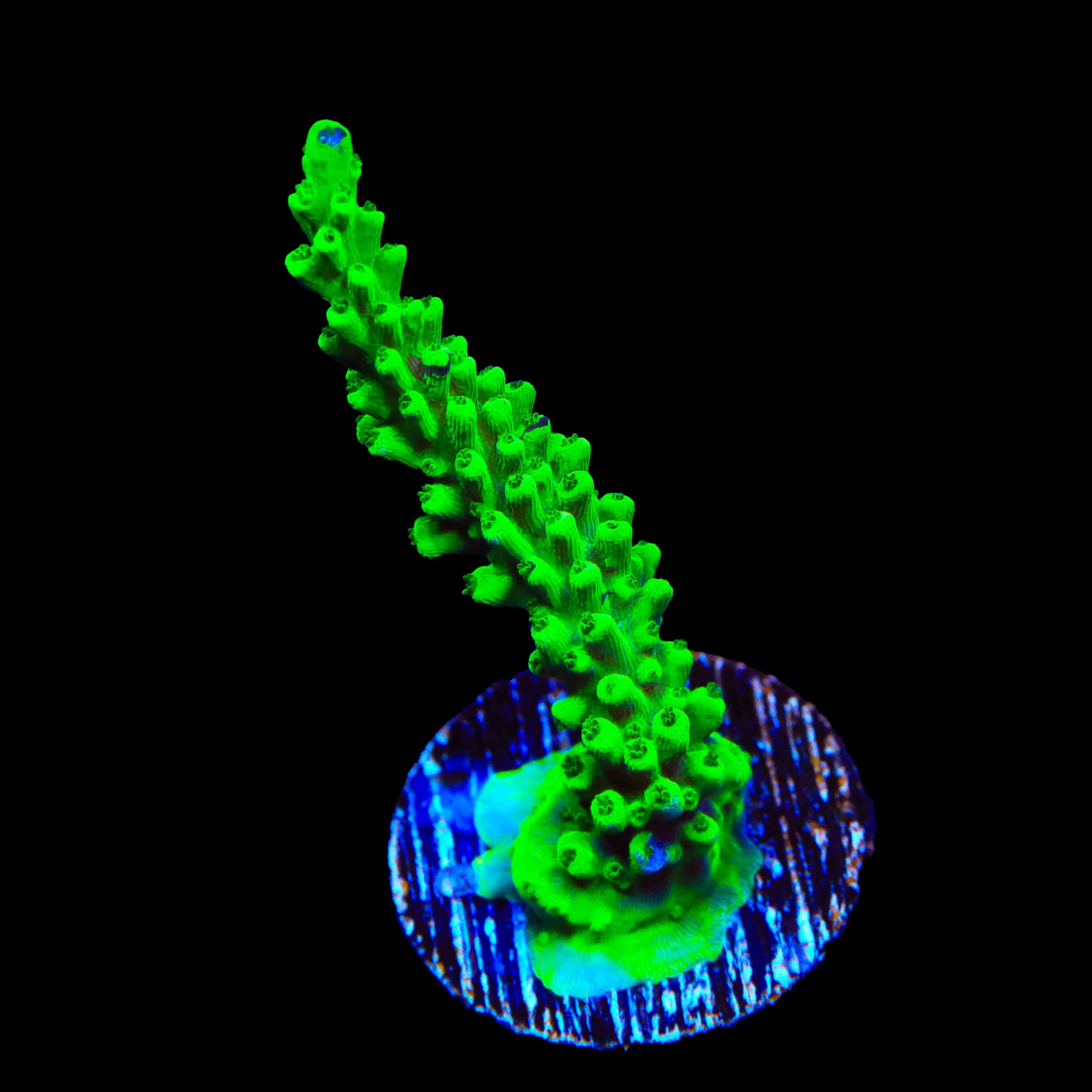 TSA Yoda Acropora Coral