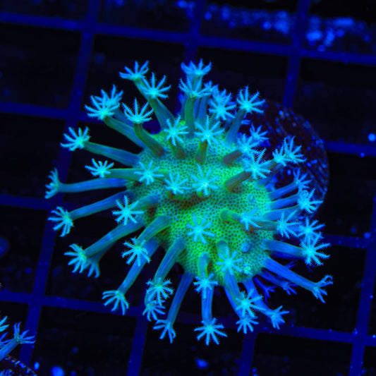 Ultra Toadstool Leather Coral