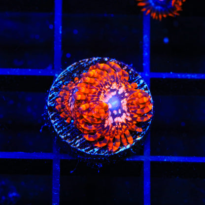 Utter Chaos Zoanthids Coral