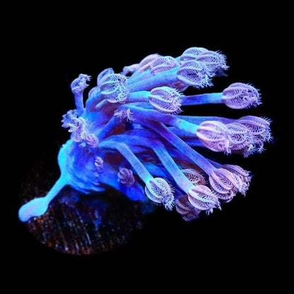 Vargas Cespitularia Coral