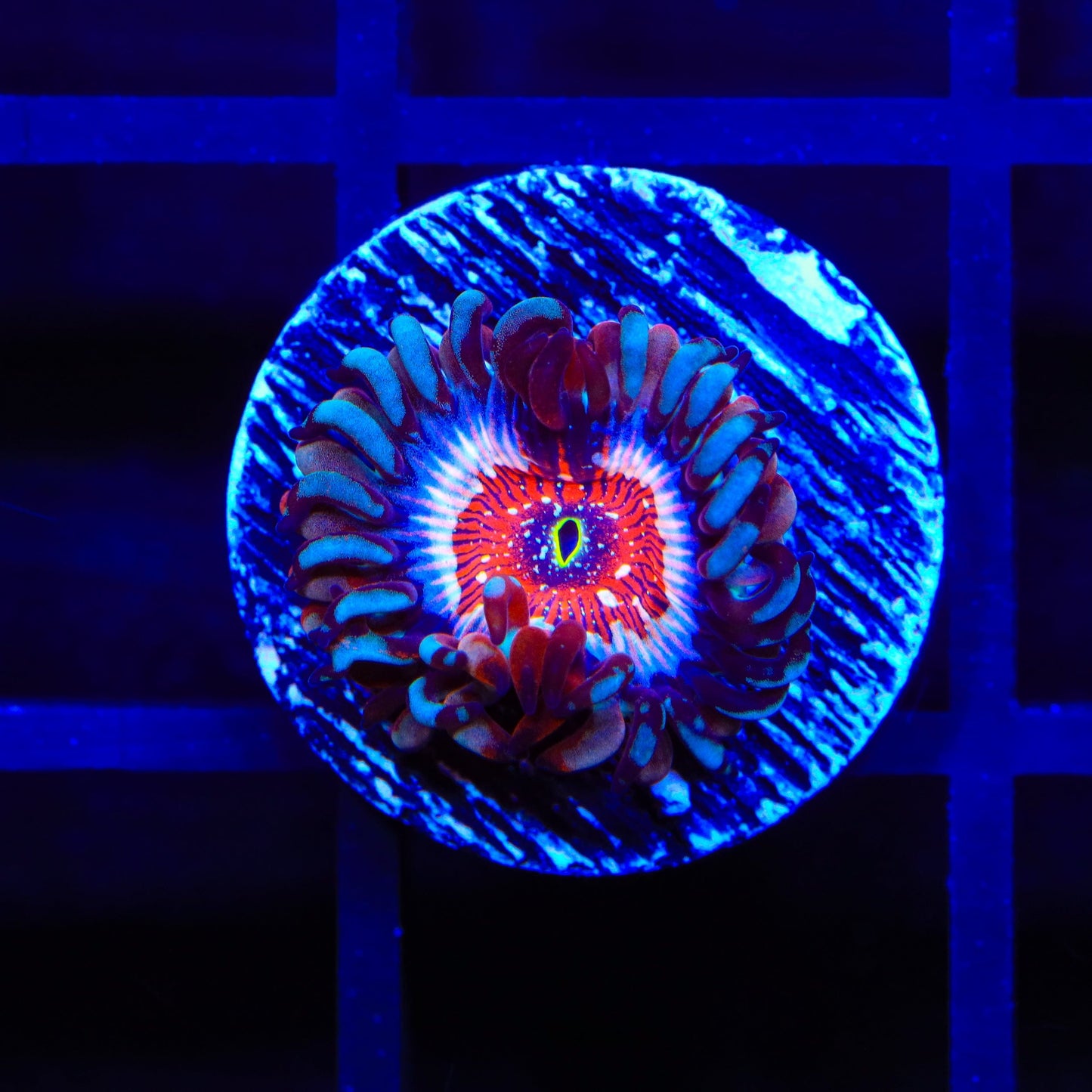 White Zombie Zoanthids Coral