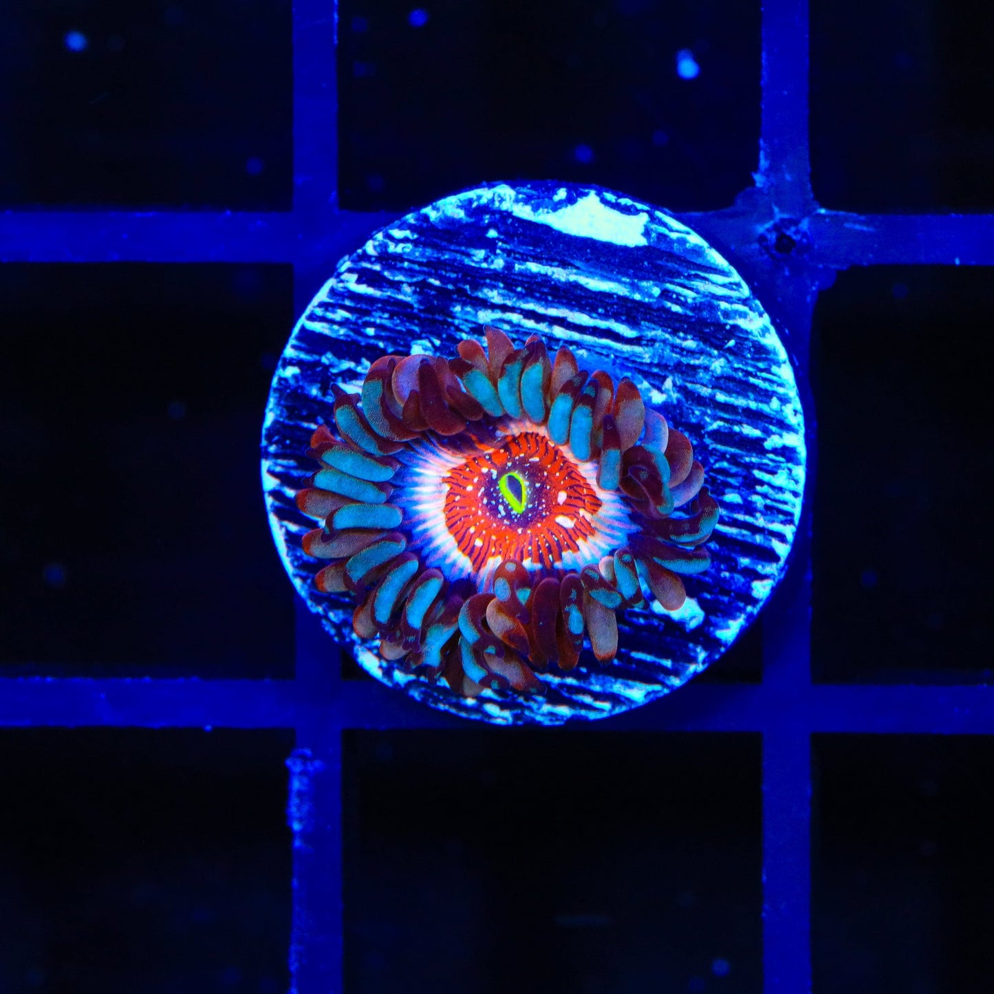 White Zombie Zoanthids Coral