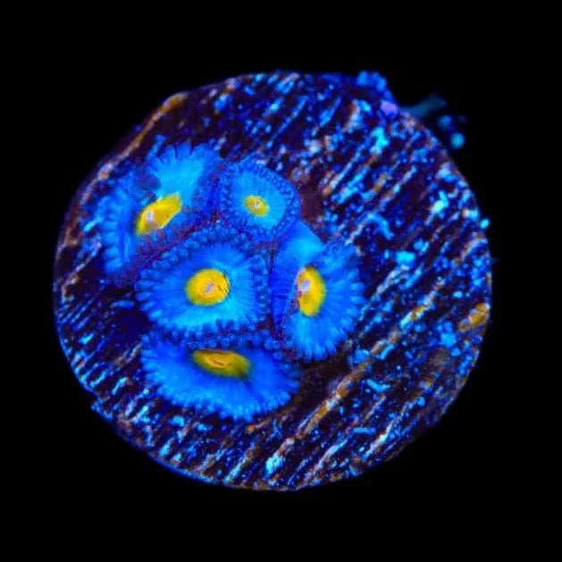 AOI Zoanthids Coral