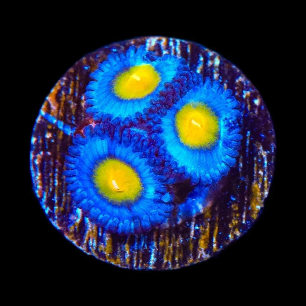 AOI Zoanthids Coral