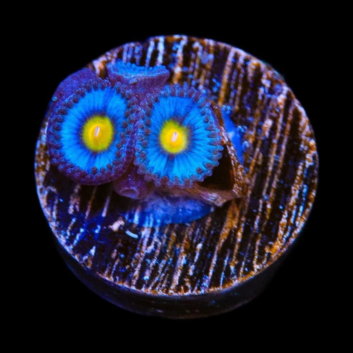 AOI Zoanthids Coral