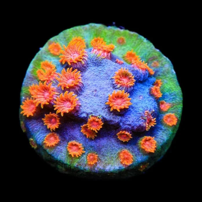 Bizarro Cyphastrea Coral