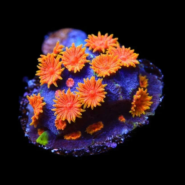 Bizarro Cyphastrea Coral