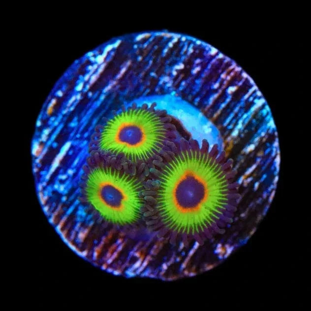 Bob Marley Zoanthids Coral