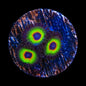 Bob Marley Zoanthids Coral