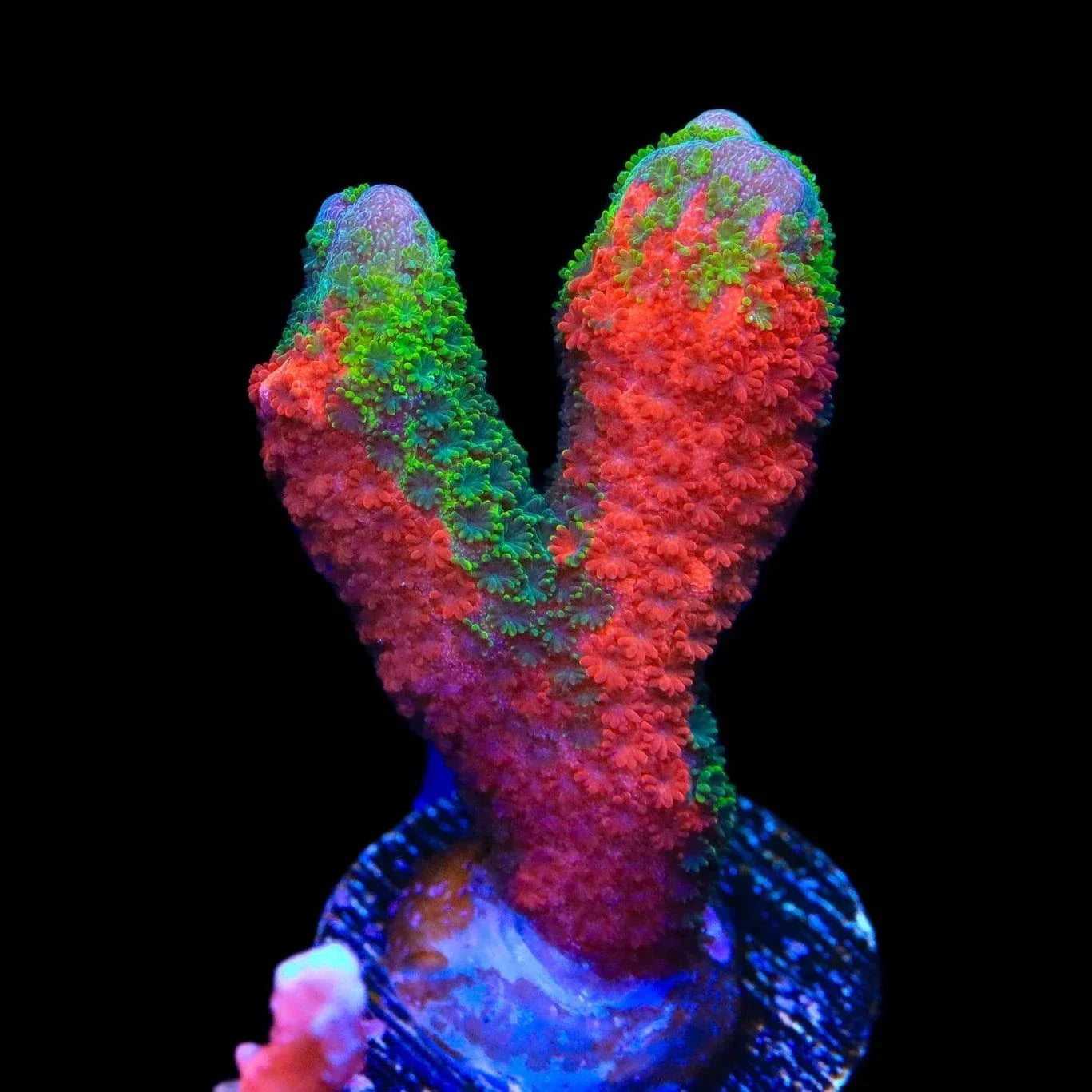 Contraband Montipora Digitata Coral