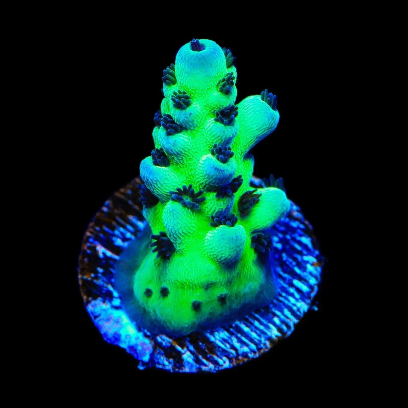 Cookie Monster Acropora Coral