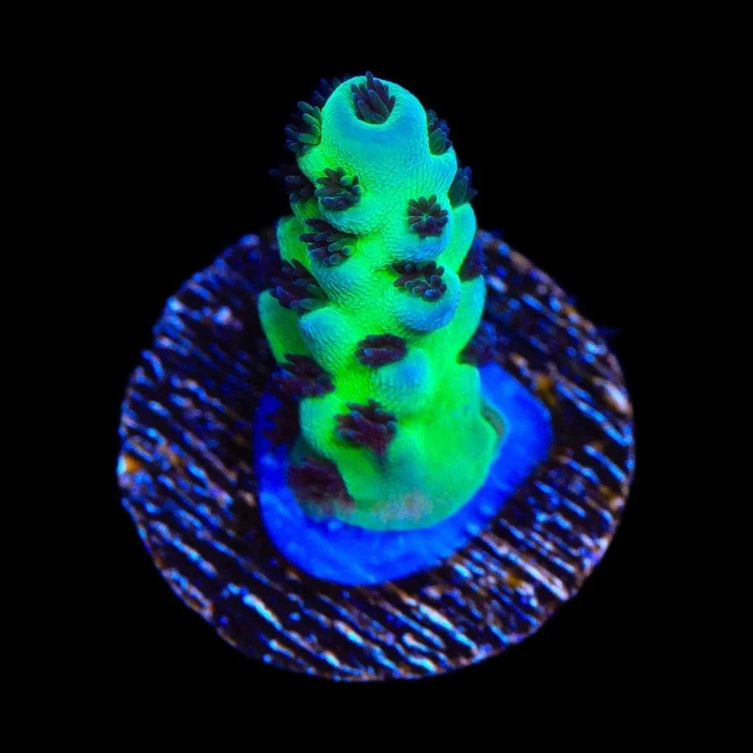 Cookie Monster Acropora Coral