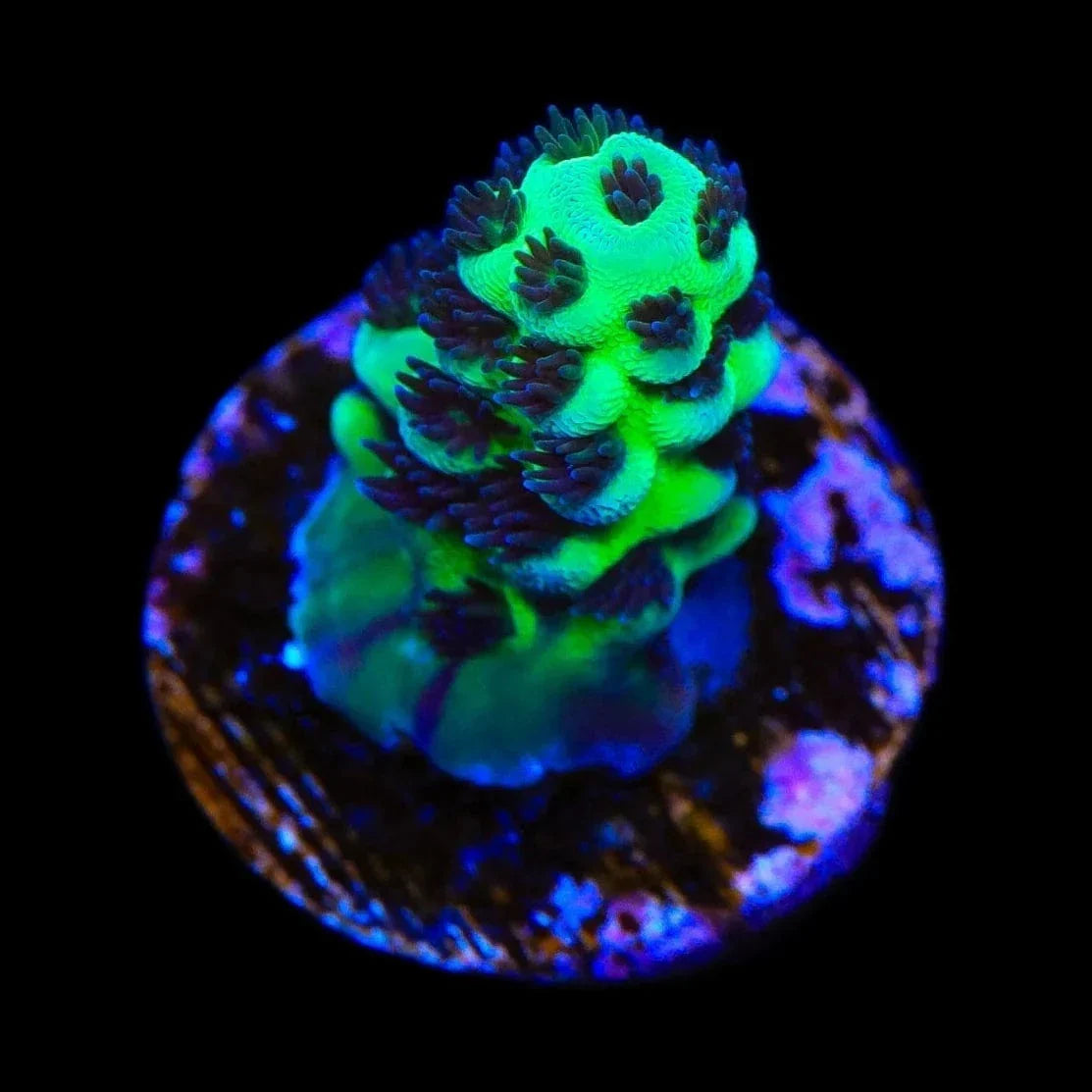 Cookie Monster Acropora Coral
