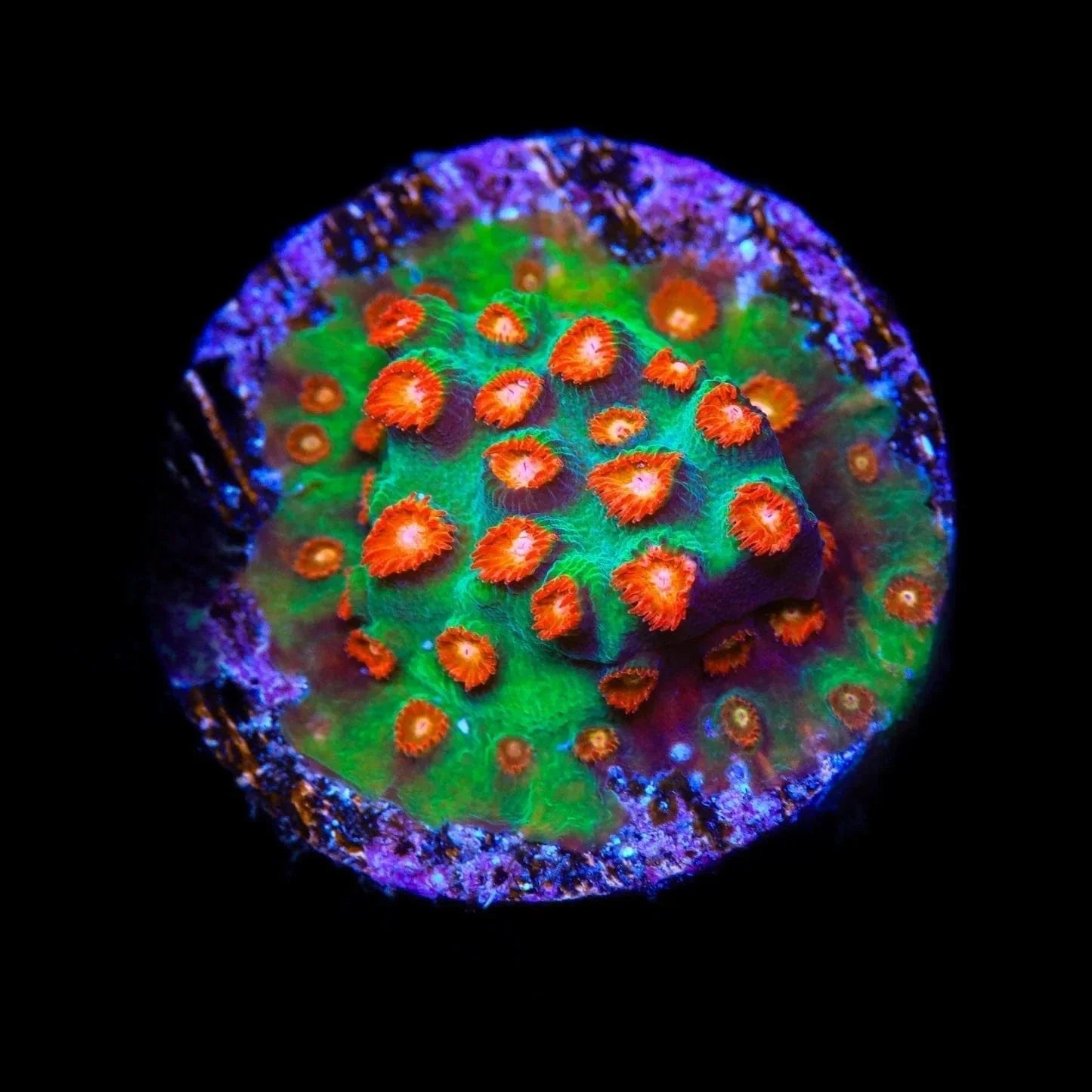 Jingle Bells Cyphastrea Coral