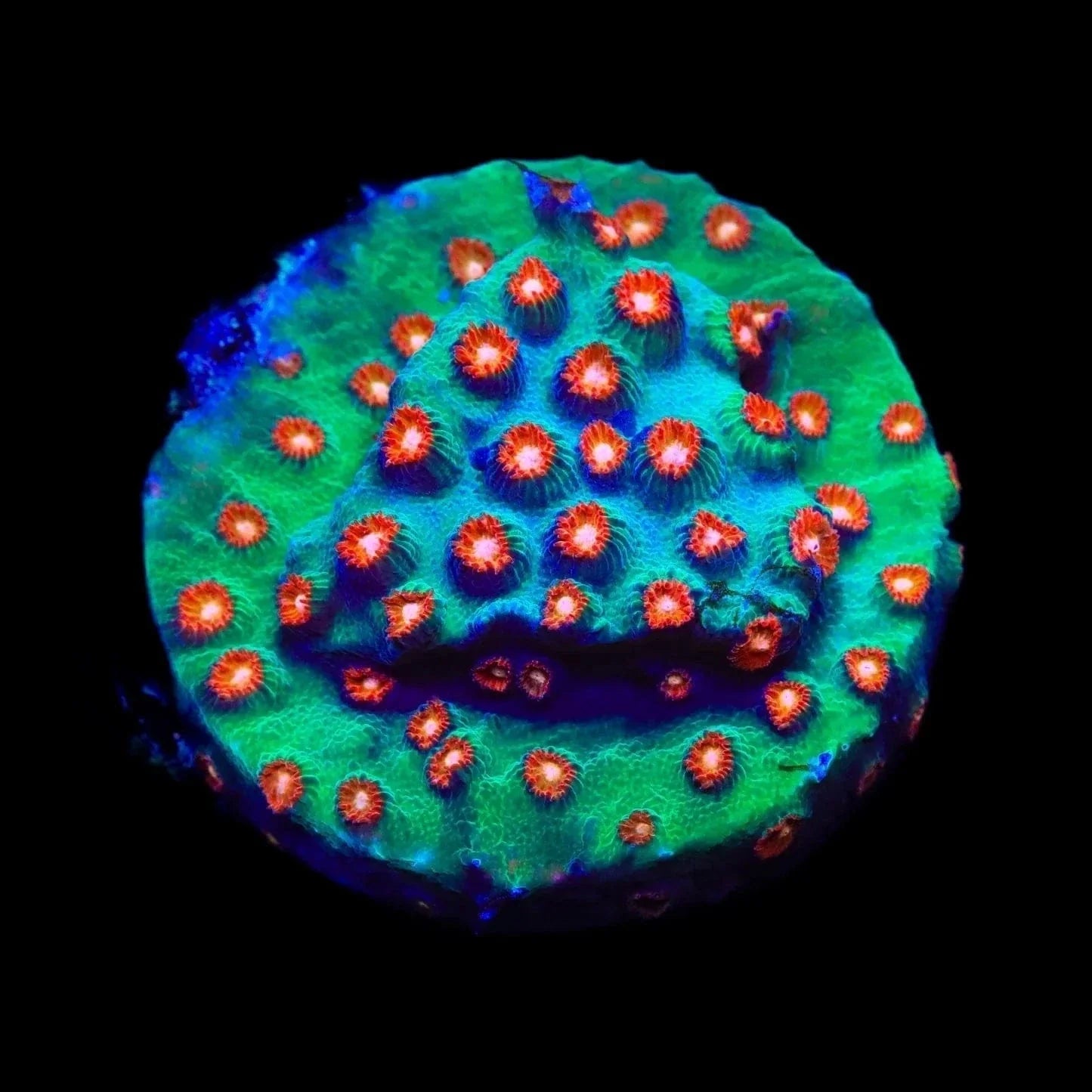 Jingle Bells Cyphastrea Coral